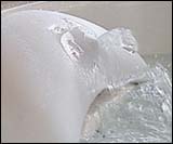 Whirlpool